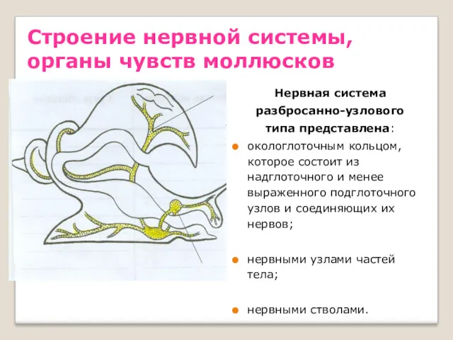 Строение нервной системы, органы чувств моллюсков Нервная система разбросанно-узлового типа