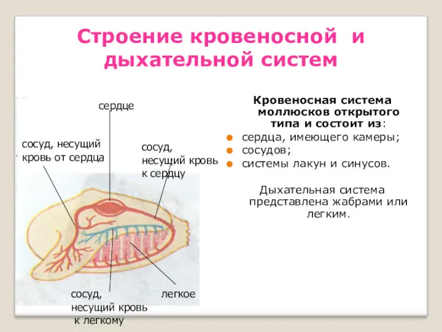 Строение кровеносной и дыхательной систем Кровеносная система моллюсков открытого типа