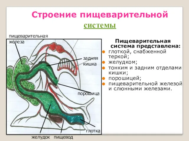 Строение пищеварительной системы Пищеварительная система представлена: глоткой, снабженной теркой; желудком;