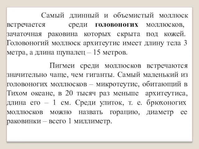 Самый длинный и объемистый моллюск встречается среди головоногих моллюсков, зачаточная