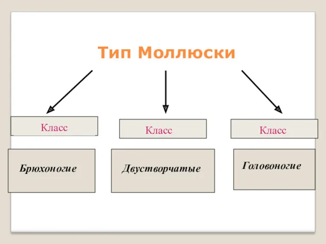 Тип Моллюски Брюхоногие Двустворчатые Головоногие Класс Класс Класс