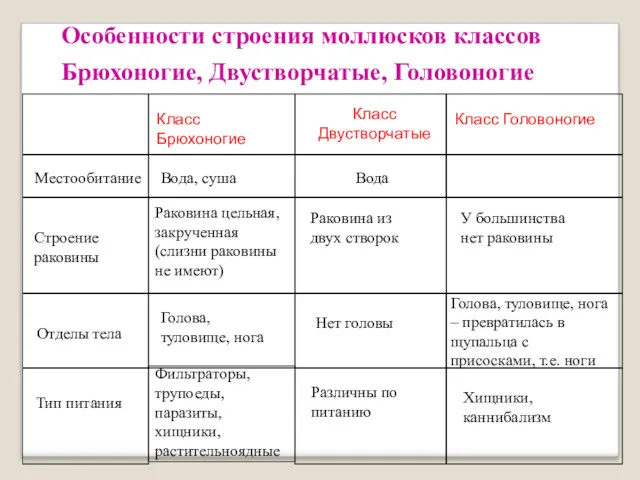 Особенности строения моллюсков классов Брюхоногие, Двустворчатые, Головоногие Класс Брюхоногие Класс