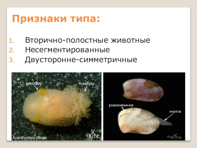 Признаки типа: Вторично-полостные животные Несегментированные Двусторонне-симметричные