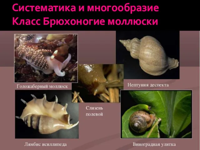 Систематика и многообразие Класс Брюхоногие моллюски