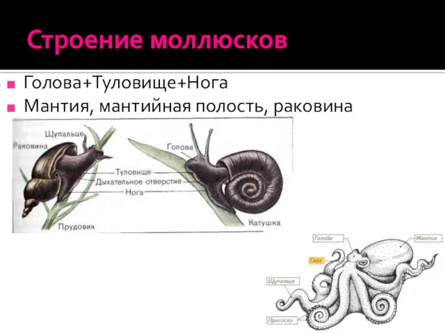 Строение моллюсков Голова+Туловище+Нога Мантия, мантийная полость, раковина