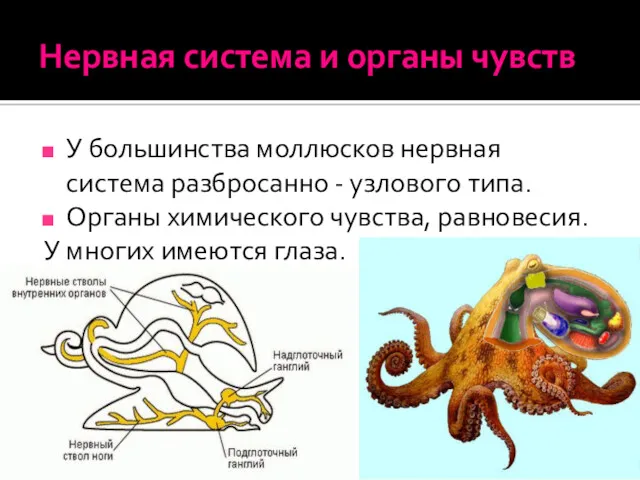 Нервная система и органы чувств У большинства моллюсков нервная система