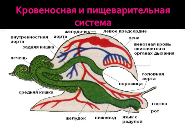 Кровеносная и пищеварительная система