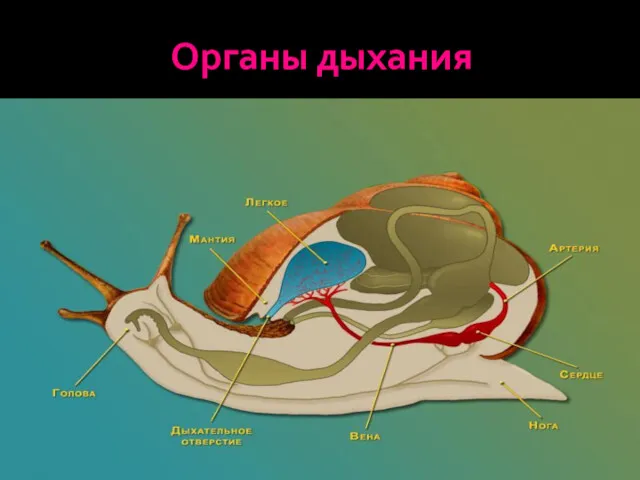 Органы дыхания