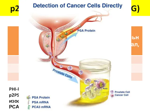 p2PSA, PHI, (PСA3,TMPRSS2-ERG) PHI-Prostate Health Index p2PSA-2-про-ПСА-изоформа РСА3-prostate cancer antigen 3