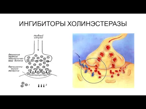 ИНГИБИТОРЫ ХОЛИНЭСТЕРАЗЫ