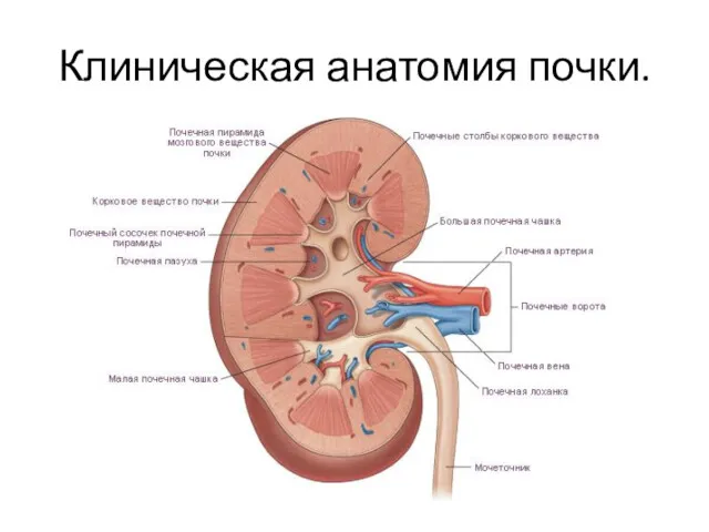 Клиническая анатомия почки.