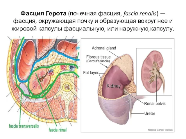 Фасция Герота (почечная фасция, fascia renalis) — фасция, окружающая почку