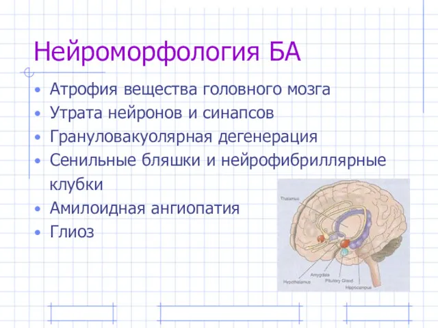 Нейроморфология БА Атрофия вещества головного мозга Утрата нейронов и синапсов