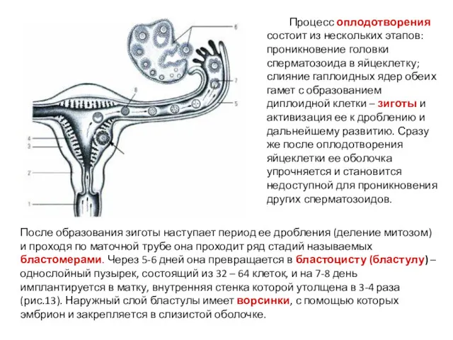 Процесс оплодотворения состоит из нескольких этапов: проникновение головки сперматозоида в яйцеклетку; слияние гаплоидных
