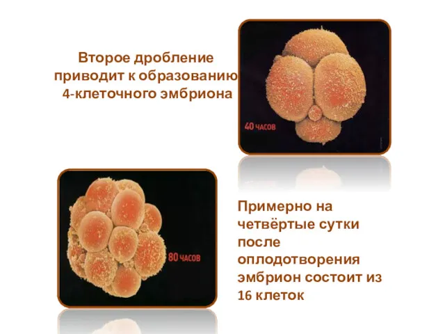 Второе дробление приводит к образованию 4-клеточного эмбриона Примерно на четвёртые сутки после оплодотворения