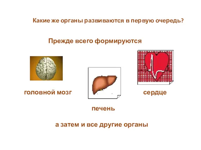 Какие же органы развиваются в первую очередь? Прежде всего формируются головной мозг печень