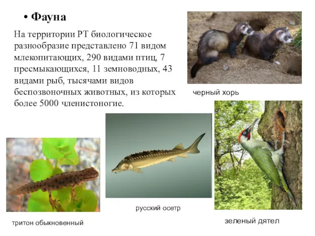 Фауна На территории РТ биологическое разнообразие представлено 71 видом млекопитающих,