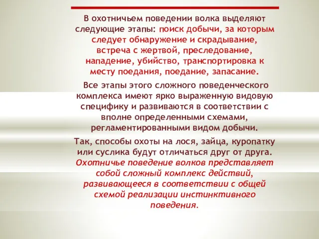 В охотничьем поведении волка выделяют следующие этапы: поиск добычи, за