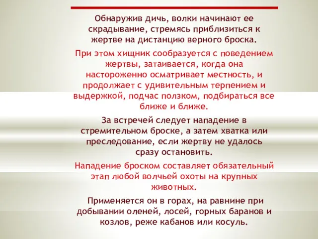 Обнаружив дичь, волки начинают ее скрадывание, стремясь приблизиться к жертве