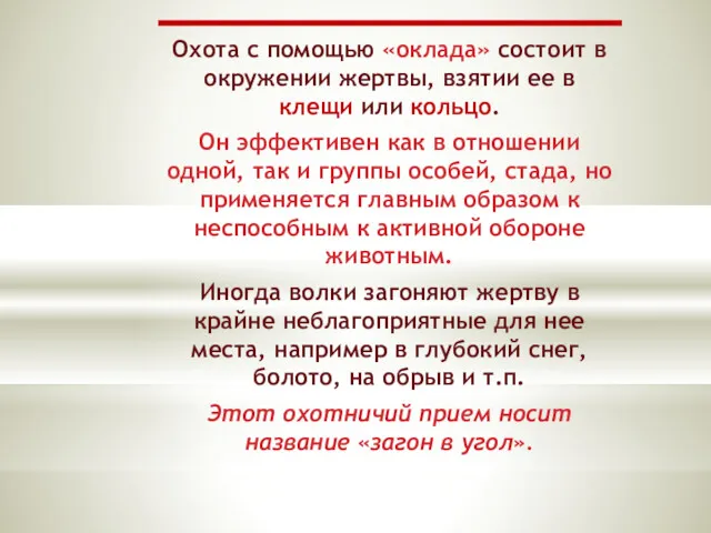 Охота с помощью «оклада» состоит в окружении жертвы, взятии ее