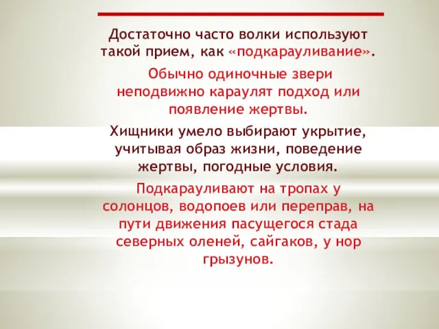 Достаточно часто волки используют такой прием, как «подкарауливание». Обычно одиночные