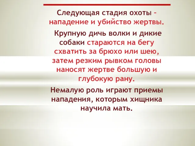 Следующая стадия охоты – нападение и убийство жертвы. Крупную дичь