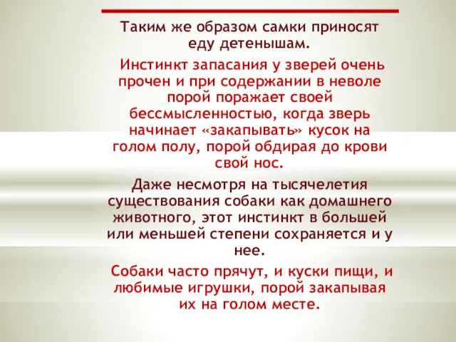 Таким же образом самки приносят еду детенышам. Инстинкт запасания у