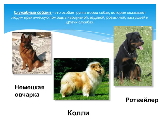 Служебные собаки – это особая группа пород собак, которые оказывают