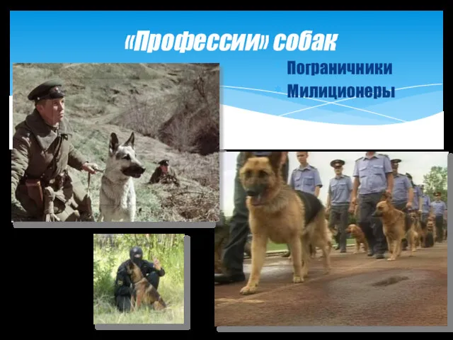 «Профессии» собак Пограничники Милиционеры