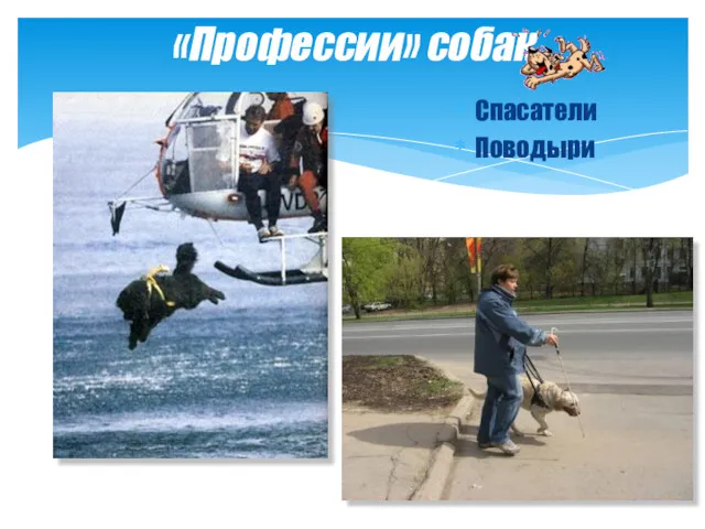 «Профессии» собак Спасатели Поводыри