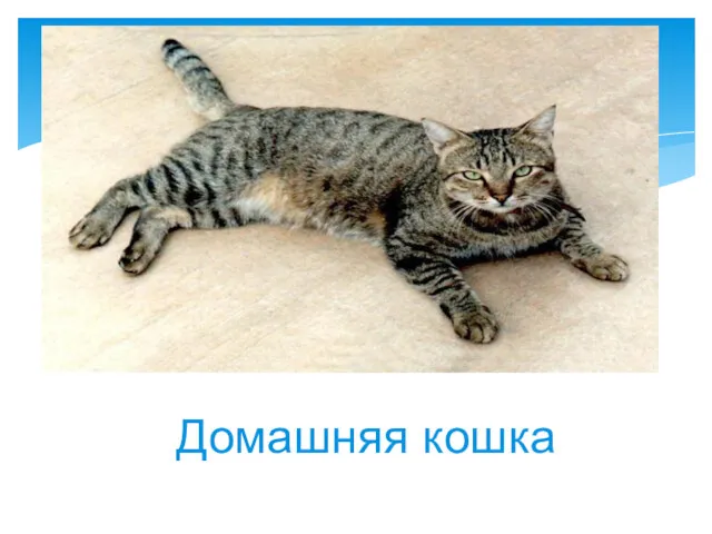 Домашняя кошка