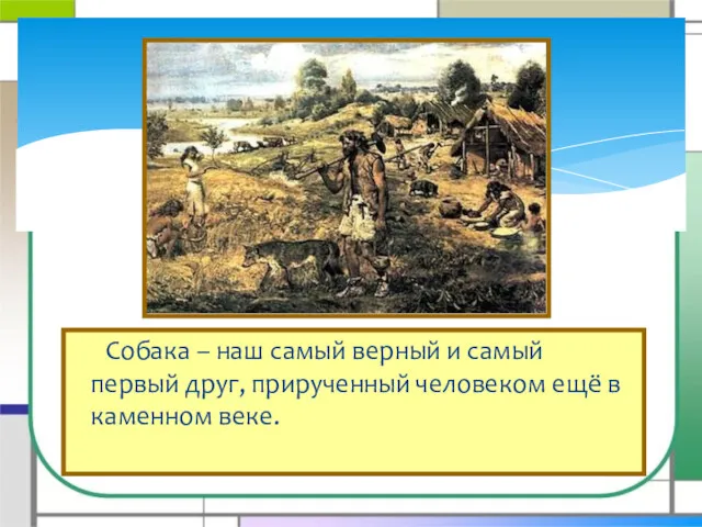 Собака – наш самый верный и самый первый друг, прирученный человеком ещё в каменном веке.