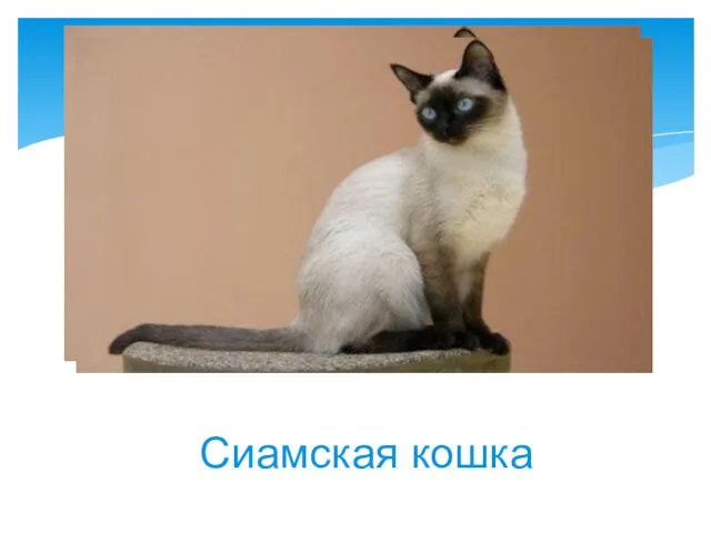 Сиамская кошка