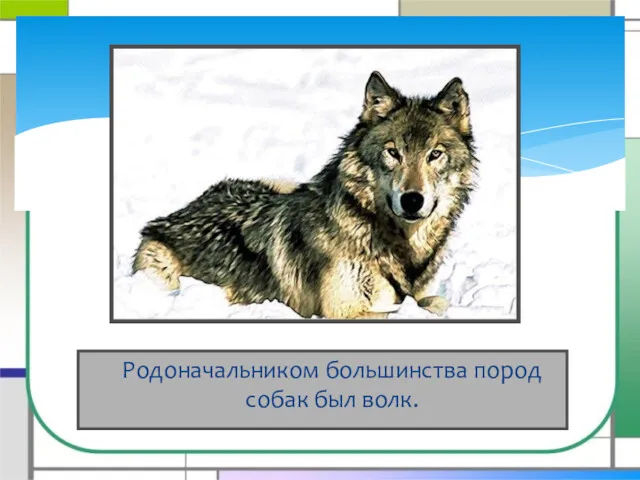 Родоначальником большинства пород собак был волк.