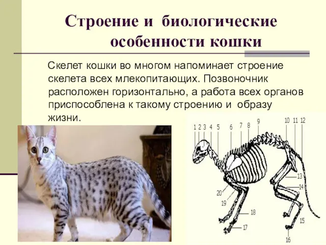 Строение и биологические особенности кошки Скелет кошки во многом напоминает строение скелета всех