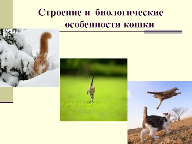 Строение и биологические особенности кошки