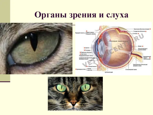 Органы зрения и слуха