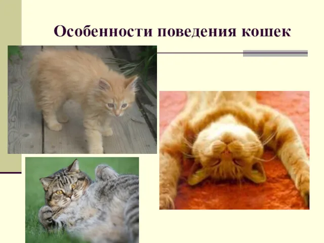 Особенности поведения кошек