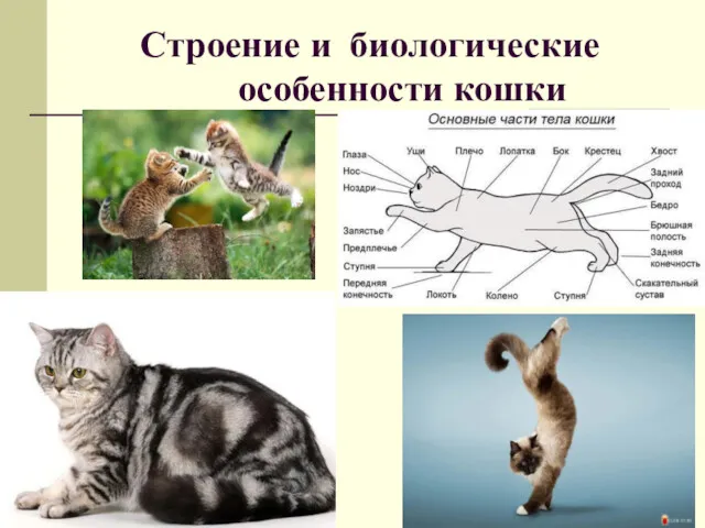 Строение и биологические особенности кошки