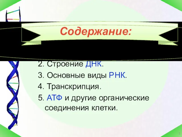 1. Типы нуклеиновых кислот. 2. Строение ДНК. 3. Основные виды РНК. 4. Транскрипция.