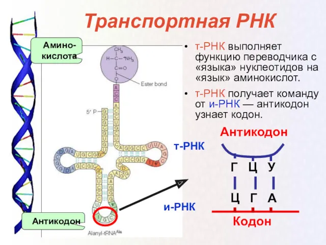 т-РНК выполняет функцию переводчика с «языка» нуклеотидов на «язык» аминокислот. т-РНК получает команду