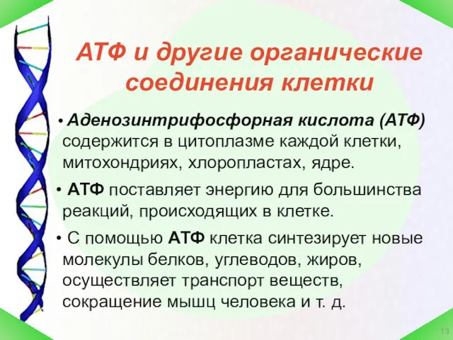 АТФ и другие органические соединения клетки Аденозинтрифосфорная кислота (АТФ) содержится