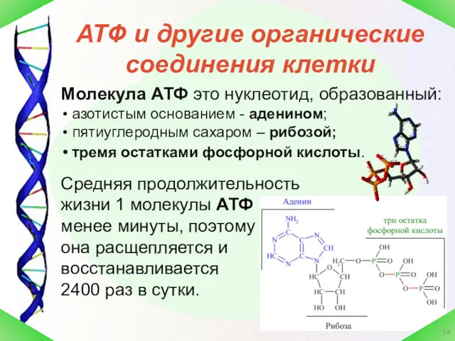 АТФ и другие органические соединения клетки Молекула АТФ это нуклеотид, образованный: азотистым основанием