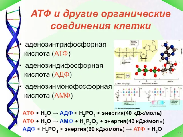 АТФ и другие органические соединения клетки аденозинтрифосфорная кислота (АТФ) аденозиндифосфорная кислота (АДФ) аденозинмонофосфорная