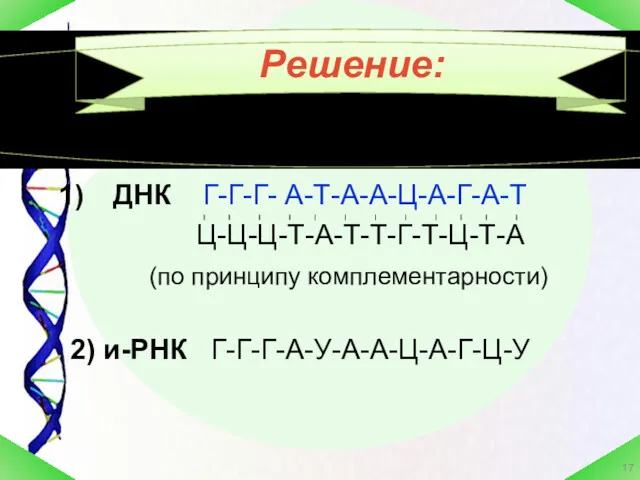 Решение: ДНК Г-Г-Г- А-Т-А-А-Ц-А-Г-А-Т Ц-Ц-Ц-Т-А-Т-Т-Г-Т-Ц-Т-А (по принципу комплементарности) 2) и-РНК Г-Г-Г-А-У-А-А-Ц-А-Г-Ц-У