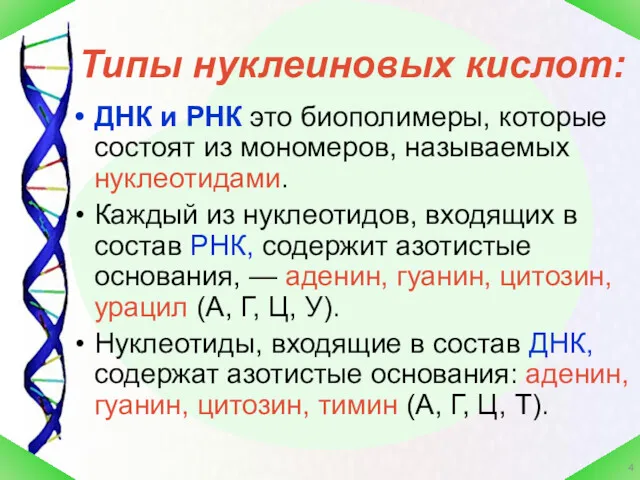 ДНК и РНК это биополимеры, которые состоят из мономеров, называемых нуклеотидами. Каждый из