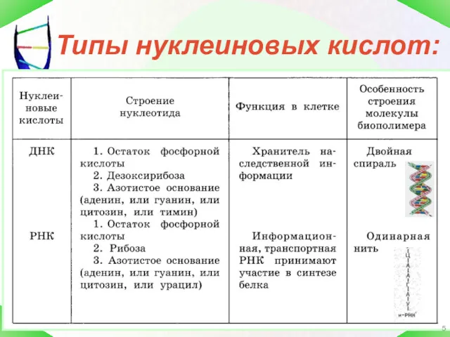 Типы нуклеиновых кислот: