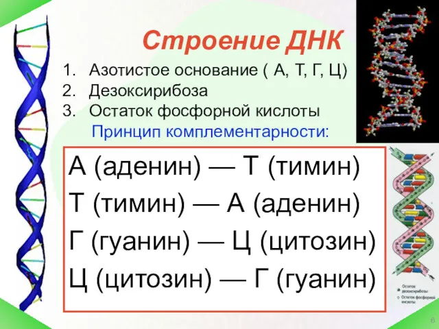 Строение ДНК А (аденин) — Т (тимин) Т (тимин) — А (аденин) Г