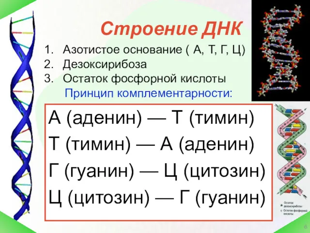 Строение ДНК А (аденин) — Т (тимин) Т (тимин) —