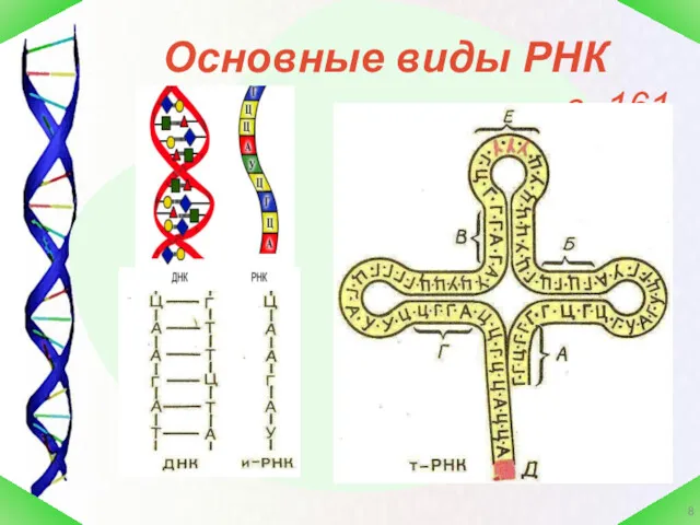 Основные виды РНК с. 161